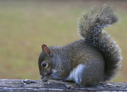 Clayton Squirrel Removal Services - Squirrel Control - Squirrel Prevention