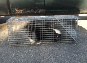 Squirrel Removal and Wildlife Control Solutions in Catskill, NY