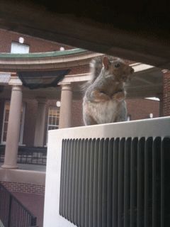 squirrel removal outside window