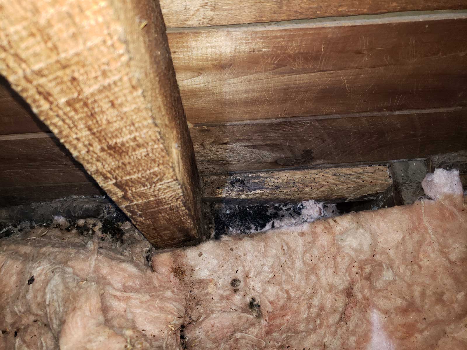 Flying Squirrel in the Attic - Humane Removal of Flying Squirrels