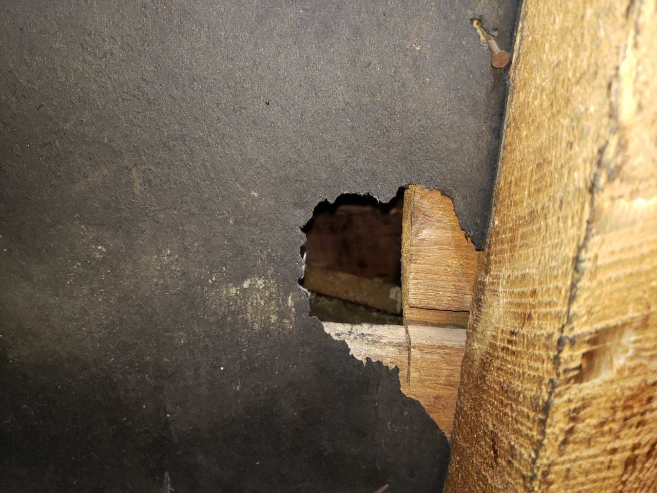 Removing Flying Squirrels from the Poestenkill, NY Library