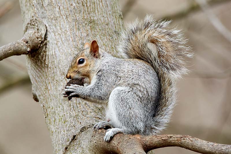 gray squirrel on tree branch