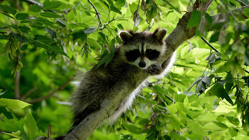 raccoon on tree branch