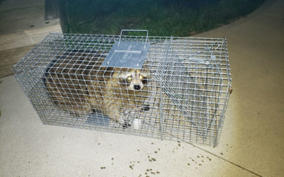 Raccoon Removal in Loudonville, NY