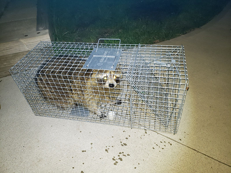 raccoon in trap