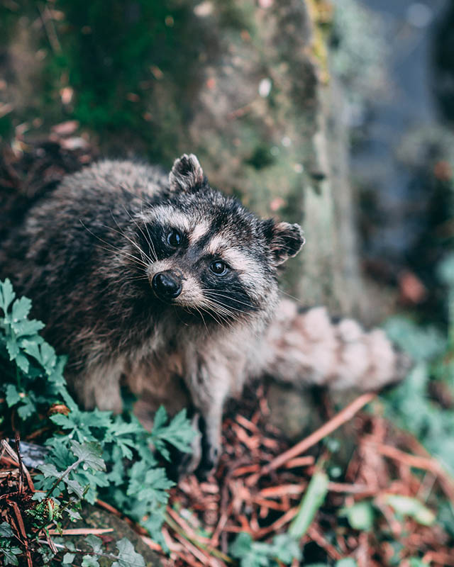 raccoon in a forest in Upstate NY