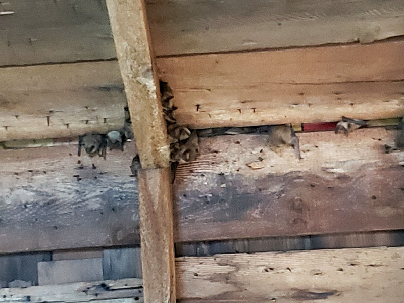 Bats nesting in the attic of a home in Colonie, New York.