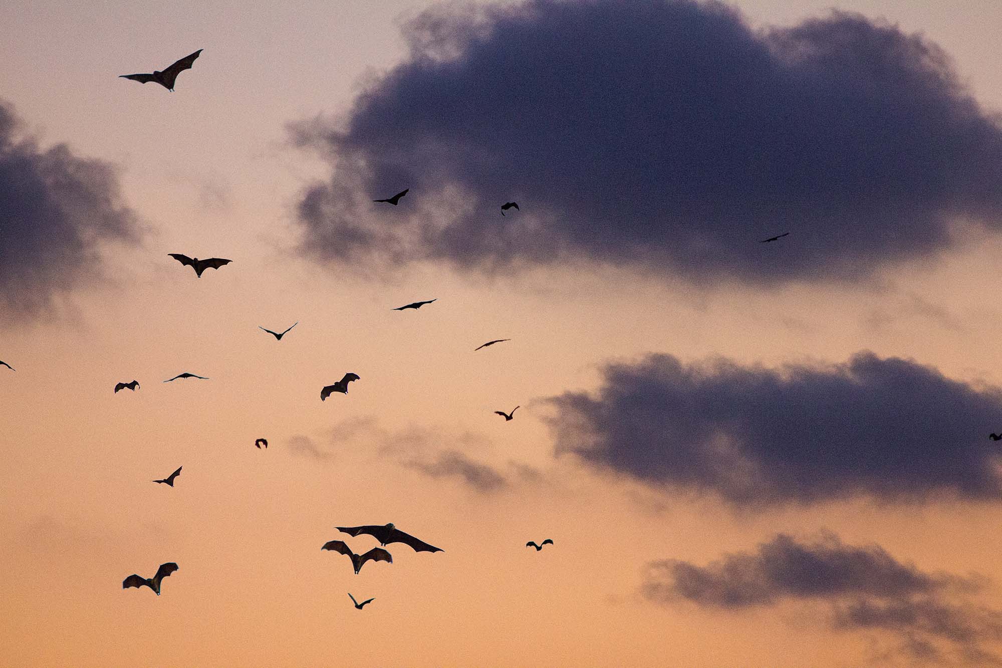 Bats flying in front of an orange sky at sunset.