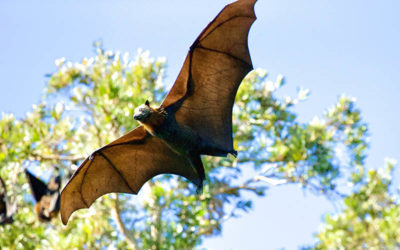 A Secure Bat Removal in Colonie, NY
