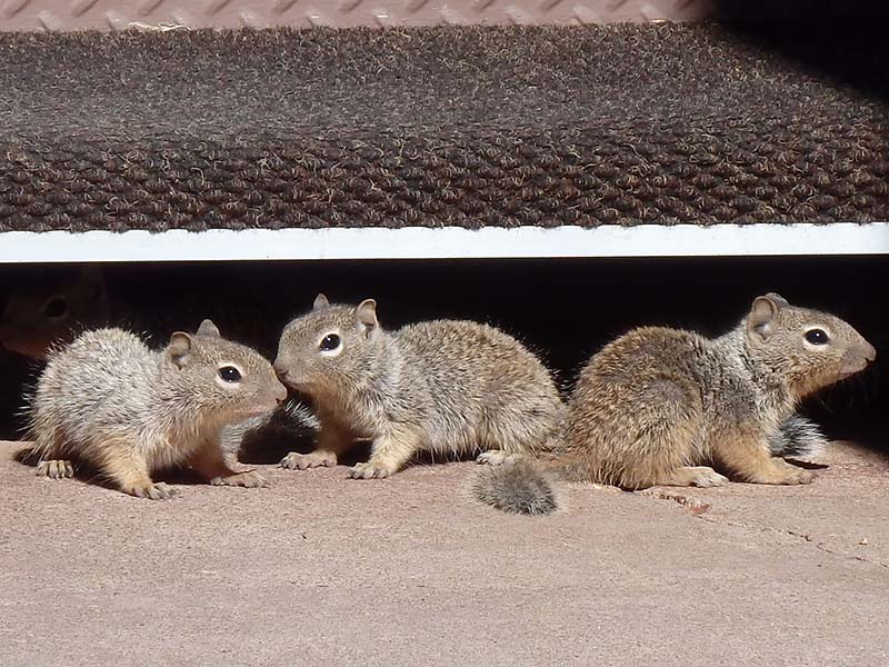 baby squirrels