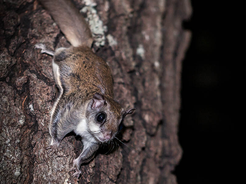 Flying Squirrel Removal in Saugerties, NY