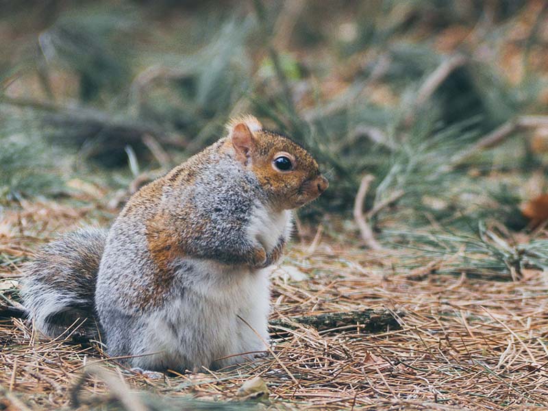 squirrel sitting on forest floor