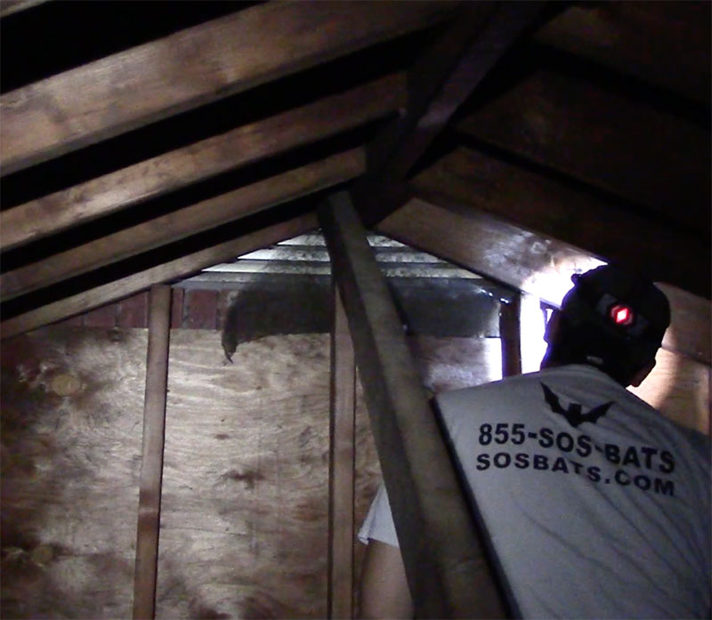Hudson Valley Wildlife inspects a damaged attic vent in Albany, NY