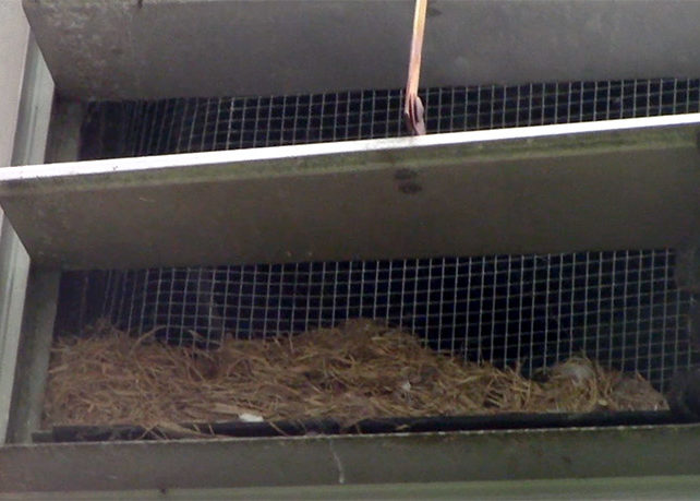 bird's nest on outside of attic vent