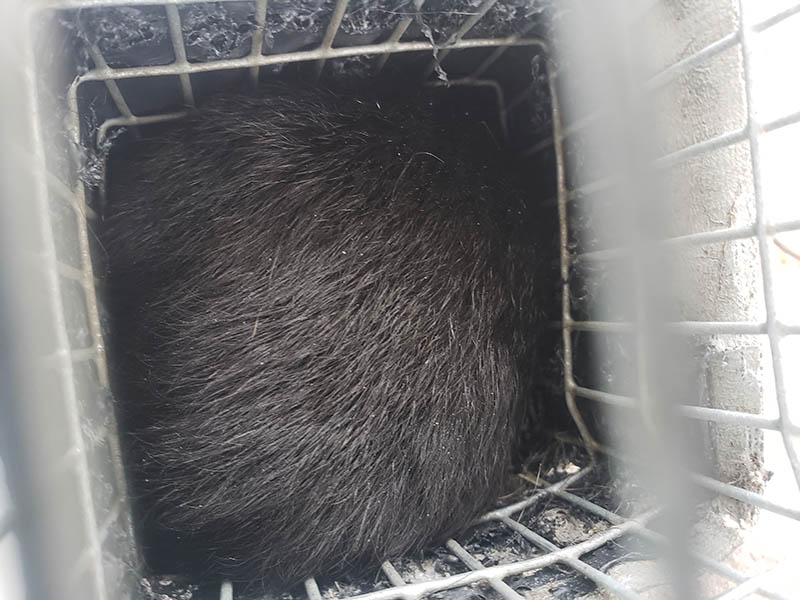 black squirrel inside trap