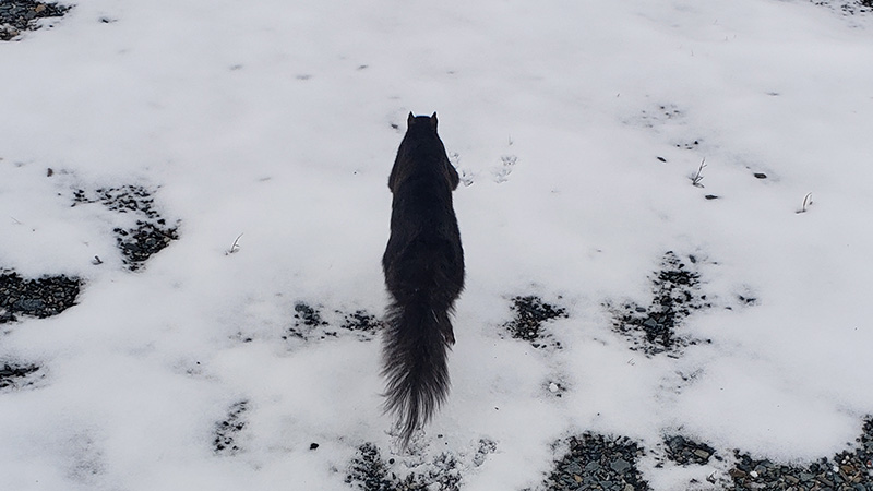 black squirrel in the snow