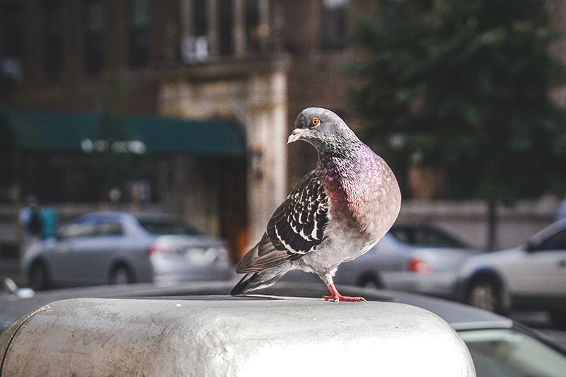 pigeon sitting on ledge