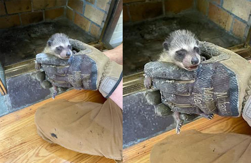 baby raccoon found inside a chimney in Albany, NY