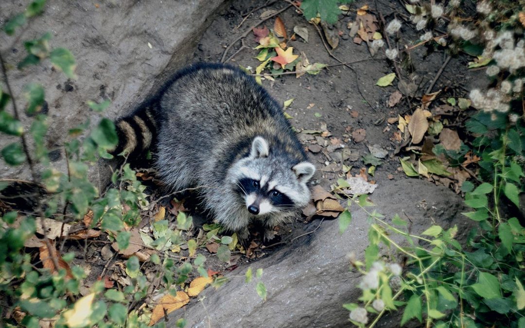 Raccoon Removal Solutions in Albany, New York