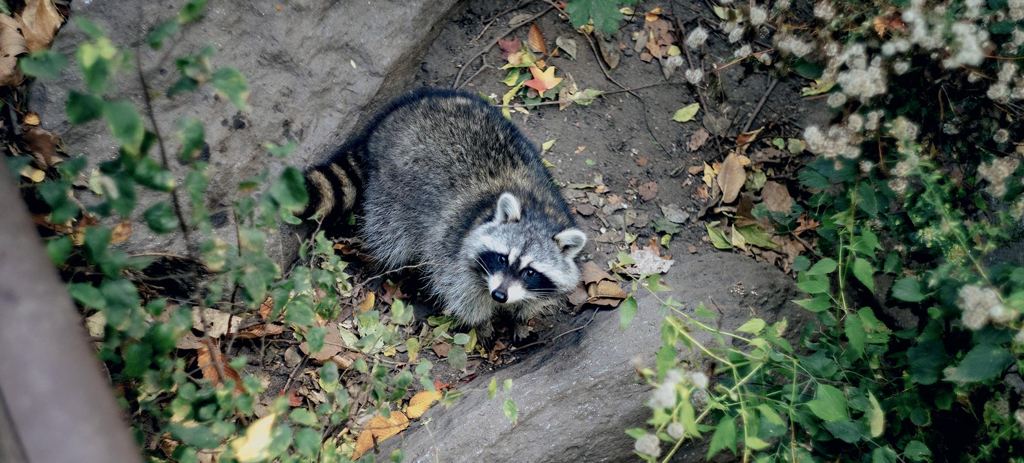 Raccoon Removal Options for Albany, New York Homes