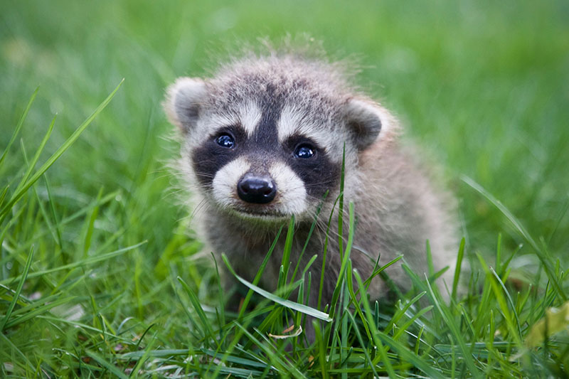 baby raccoon in a grassy lawn