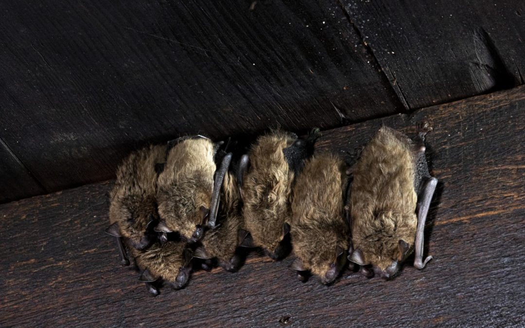 How To Tell If You Have Bats In Your House