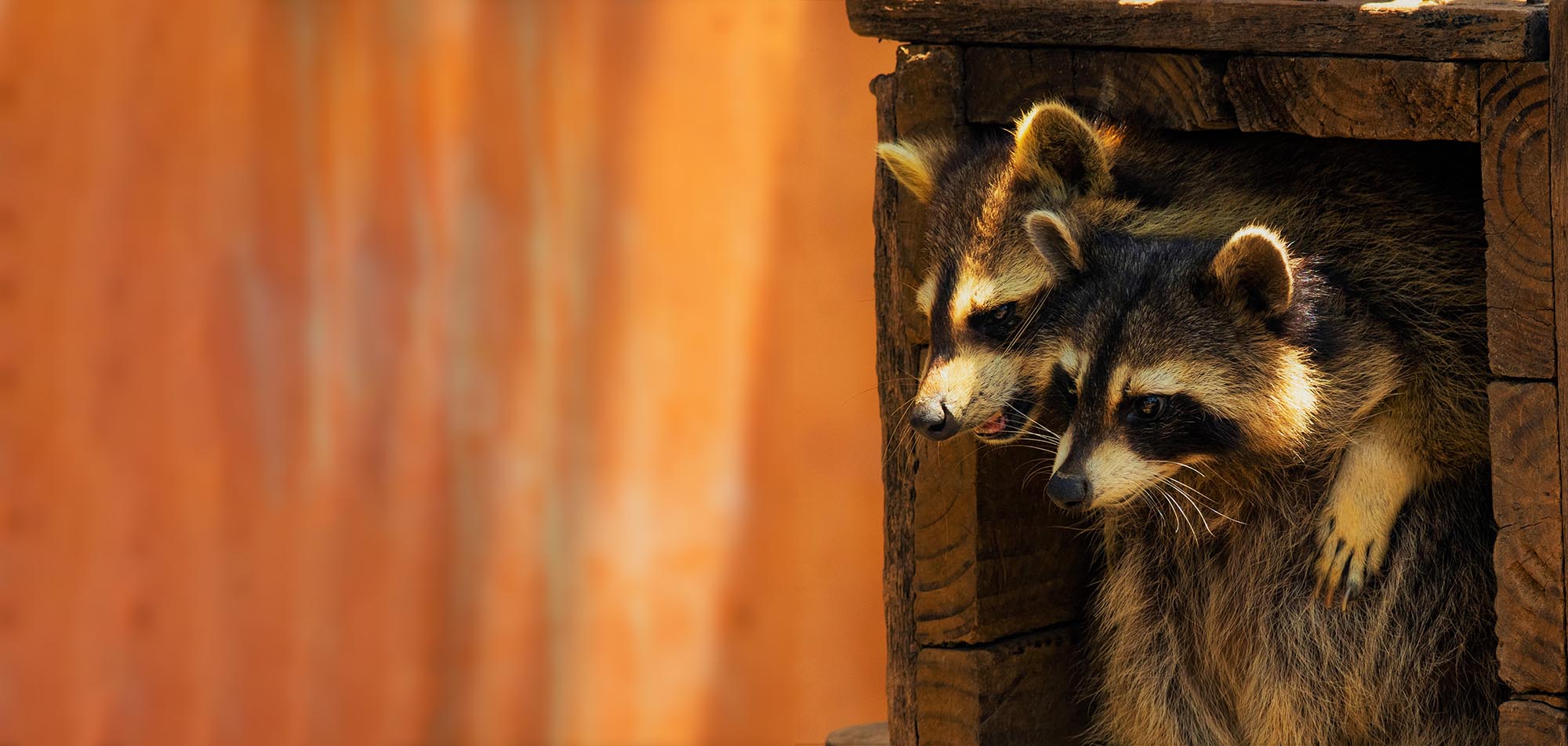 Emergency Wildlife Removal in New York's Capital Region