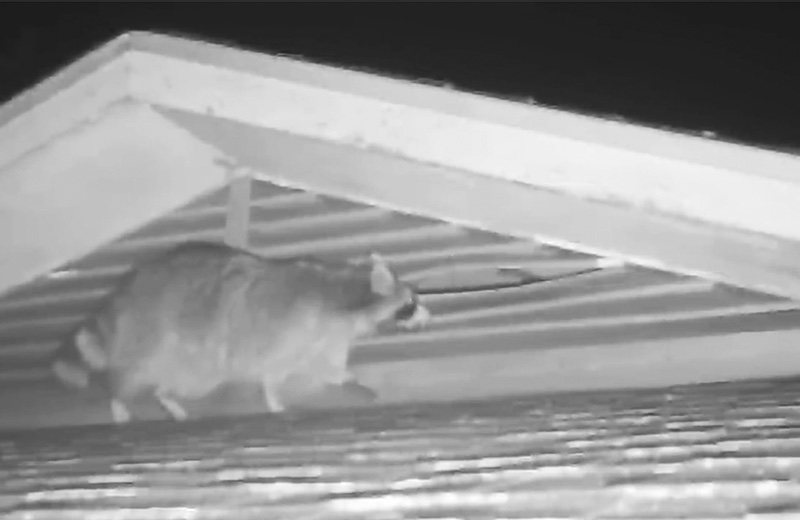 Raccoon peering into an attic vent in Albany, NY
