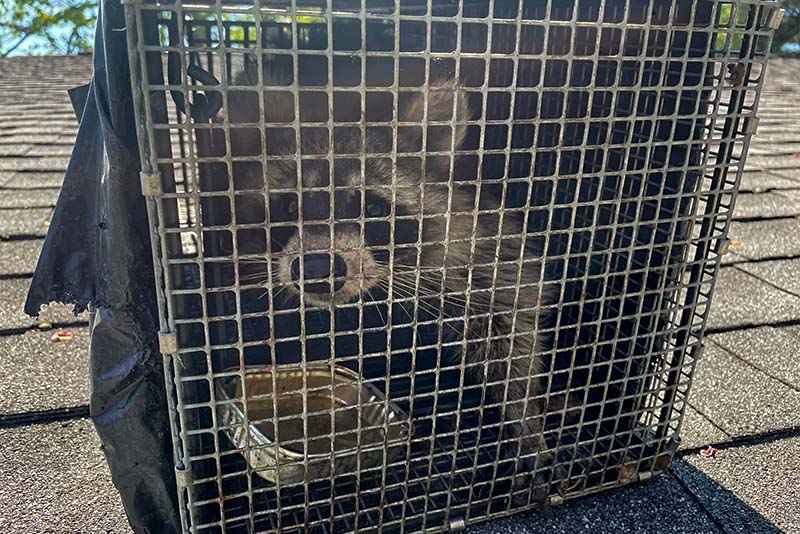 female raccoon in trap on Albany NY rooftop